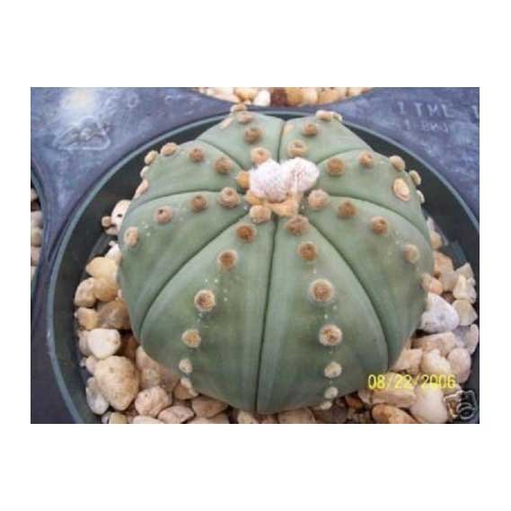 Astrophytum Asterias Nudun sand dollar cacti rare flower cactus seed