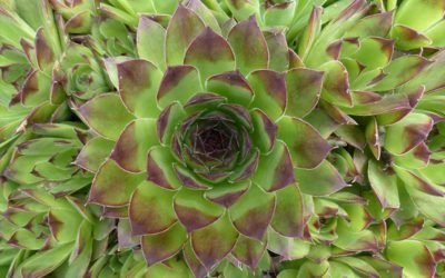 Caring for Houseleeks, A Common Succulent with Flowers