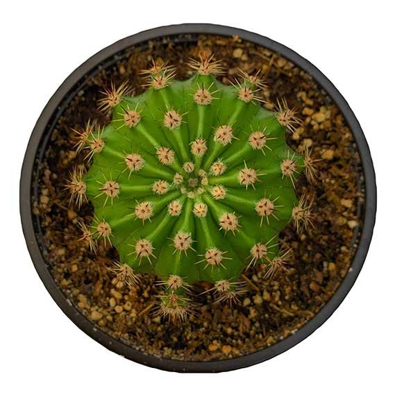 Echinopsis Oxygona Easter Lily Cactus 