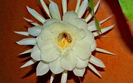 Epiphyllum or Orchid Cactus