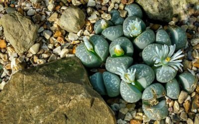 How to Grow and Care for a Living Rock Succulent