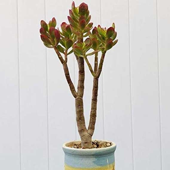 Live Jade Crassula Ovata Crosby’s Compact Rooted Jade Great for Bonsai