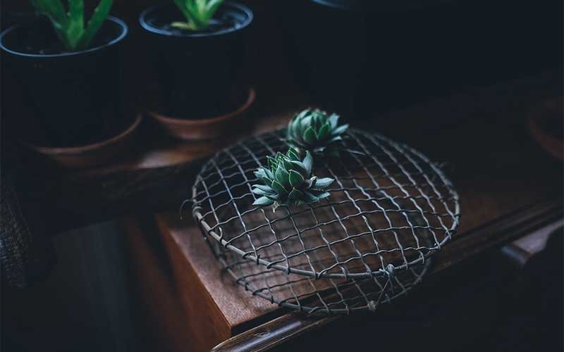 The Best Low-Light Succulents to Grow Indoors