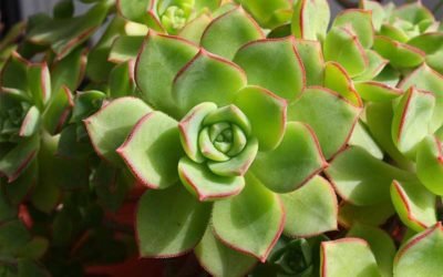 What Are the Best Echeveria Types to Grow?