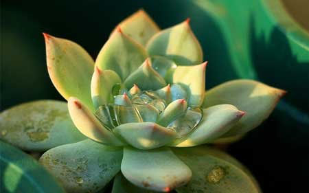What Is the Praoper Soil Type for Succulents?