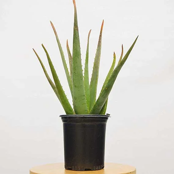 1 Aloe Vera Succulent House Plant - 6" Pot