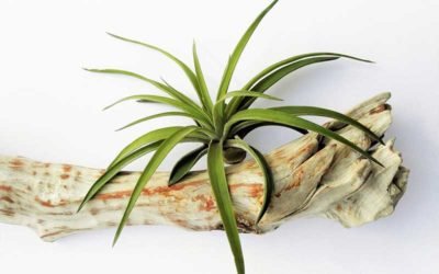 A Simple Guide to Growing and Caring for Harrisii Air Plant