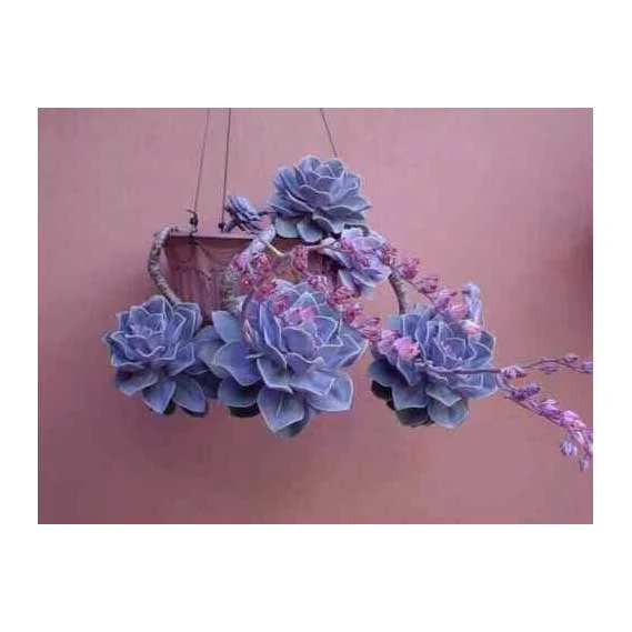 Echeveria Purple Pearl Succulent Plant