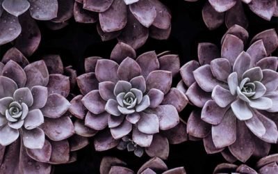 How to Care for Echeveria Purple Pearl