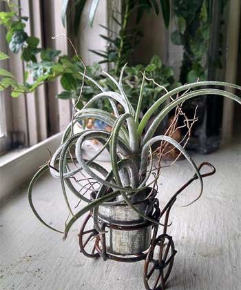 How to Care for Ionantha Fuego