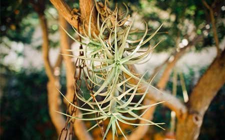 How to Grow Tillandsia Ionantha Fuego in Glass Globes