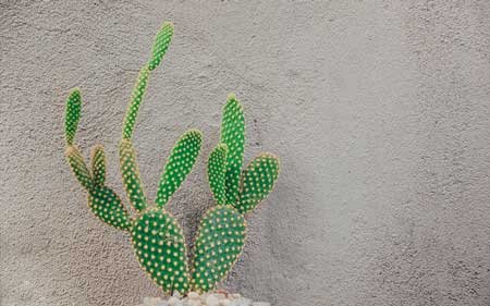 How to Prevent Cactus Etiolation