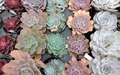 Learn About the Types of Echeveria and How to Care for Them