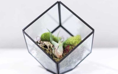 Learn How to Care for Bulbosa Air Plant