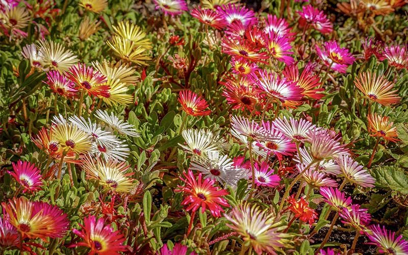 Learning How to Grow and Care for Delosperma Succulents