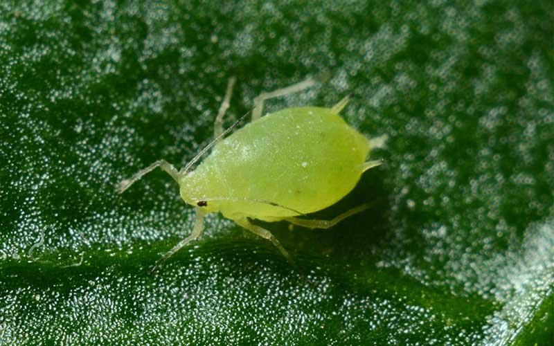 Watch out for aphids and mealybugs