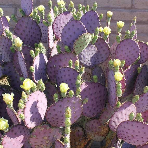 Cuttings Purple Prickly Pear Cactus Opuntia Violacea