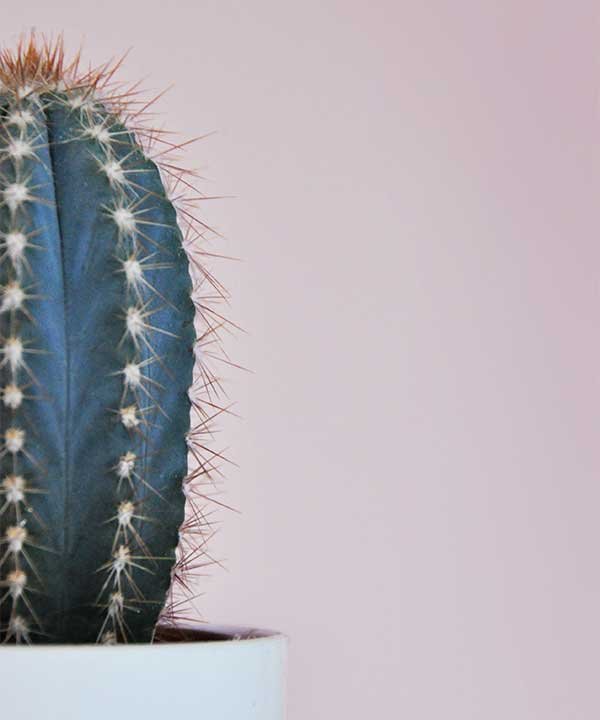 How to Grow Cactus Plants