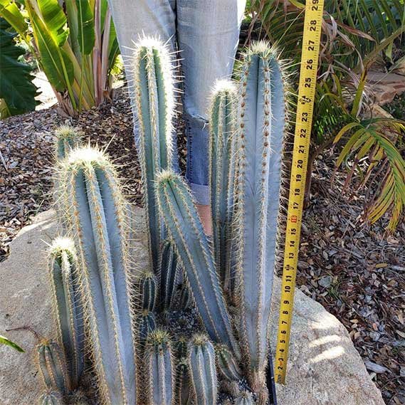 Pilosocereus pachycladus Specimen Cactus