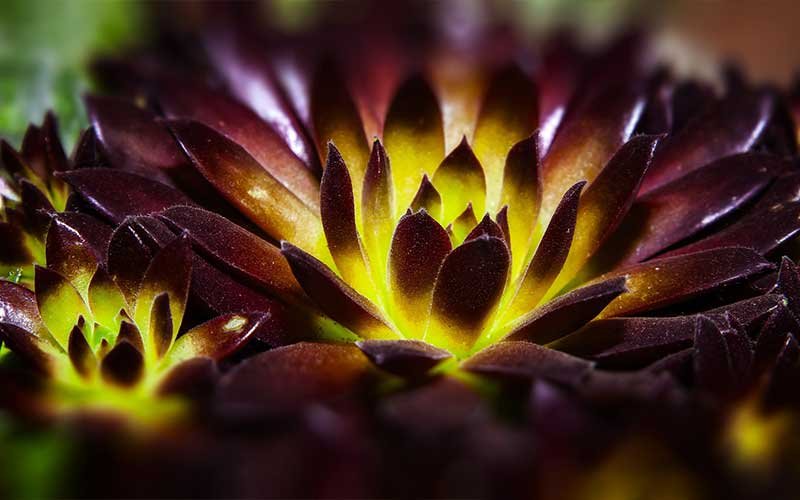 A Guide to Dark-Colored Flowering Succulent Plants
