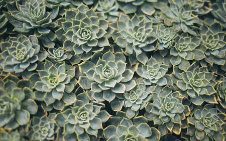 Hardy Rosette-Forming Succulents