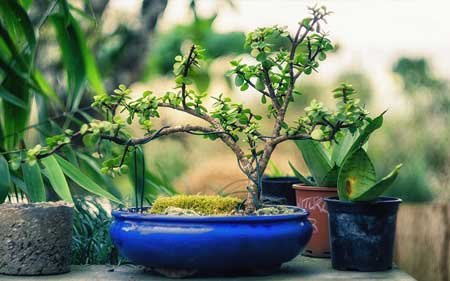 Learn How to Make A Succulent Bonsai