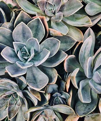 Soft Rosette-Forming Succulents