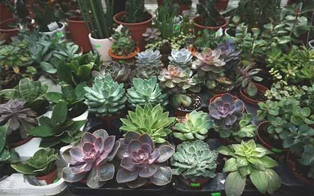 What Are Some Examples of Succulents That Are Not Considered as Cacti?