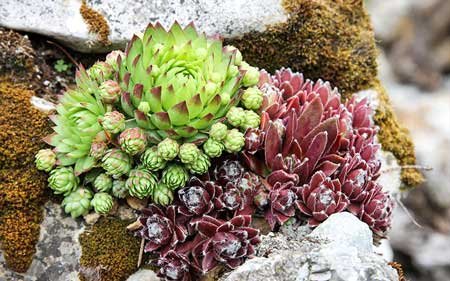 Why Do Succulents Change Colors?