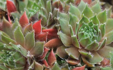 What You Need To Know About Fuzzy Succulents