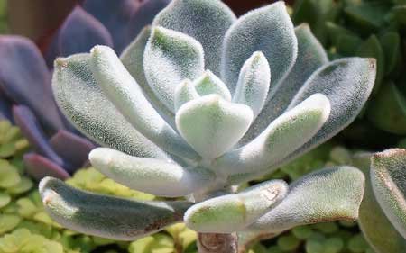 How to Identify and Treat Common Problems with a Panda Plant