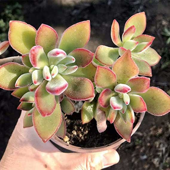 Echeveria harmsii Ruby Slippers Cacti Succulent Red Tips
