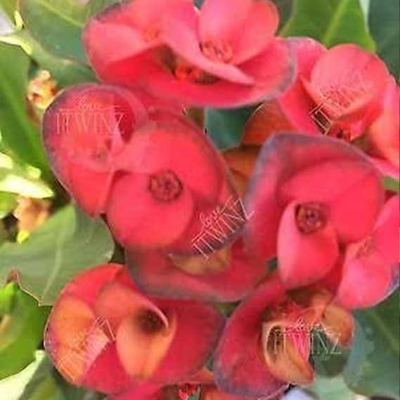 Red Crown of Thorns Euphorbia Milii Rooted Plant Cactus
