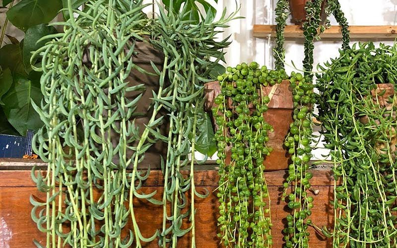 Why the String of Bananas Succulent is a Perfect Match for Aquarius