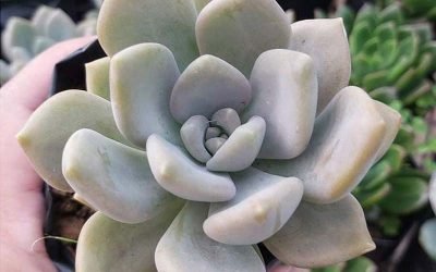 Why Moonstone is the Perfect Plant for Pisces