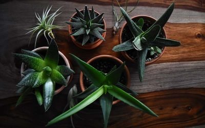 Why Aloe Vera is the Perfect Plant for Aries