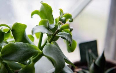 Why the Jade Plant is the Perfect Match for Taurus: Care Tips Included