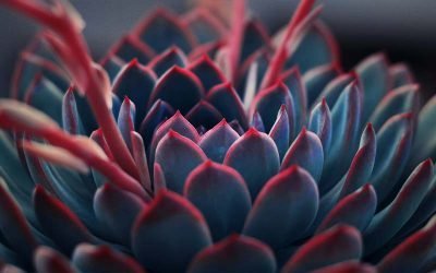 Succulent Plants and Their Connection to Astrology