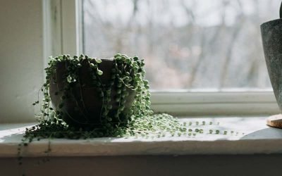 Why the “String of Pearls” Succulent is Perfect for Capricorns