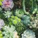 The Secret to Having Colorful Succulents