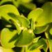 5 Easy Succulents to Grow for Beginners