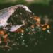 Choosing the Best Soil for Your Succulents