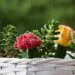 7 Charming Flowering Succulents to Grow in Your Home