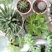 SimplySucculents.com