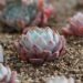 Everything You Need to Know About Planting Succulents Outdoors