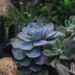A Beginner's Guide to Watering Your Succulents