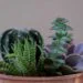 A Guide to Help You With a Succulent Transplant