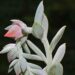 What Are Monocarpic Succulents?