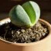 An Intensive Care Guide for Lithops