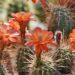 Everything There Is to Know About Succulent Symbolism
